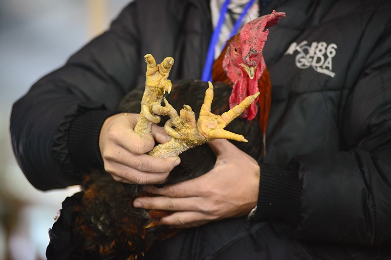 Các loại sản vật "tiến vua" xuất hiện tại Hội chợ Xuân 2016 ảnh 1